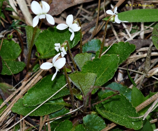 {Viola primulifolia}